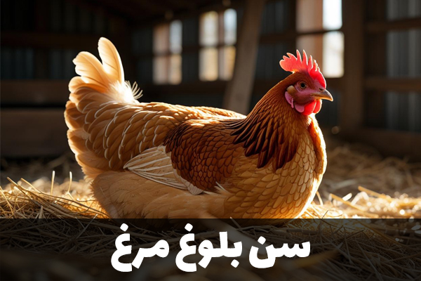 سن بلوغ مرغ