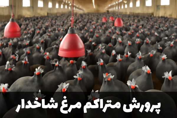 پرورش متراکم مرغ شاخدار