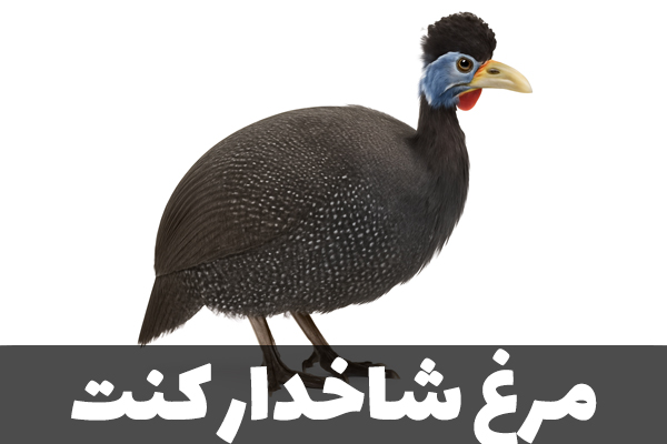 مرغ شاخدار کنت