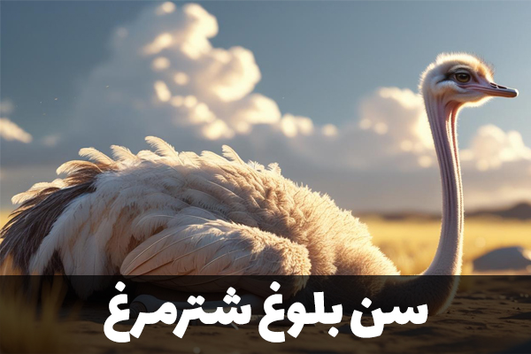 سن بلوغ شترمرغ