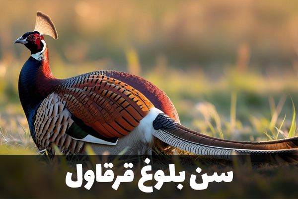 سن بلوغ قرقاول