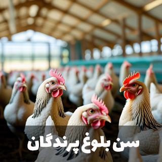 سن بلوغ پرندگان