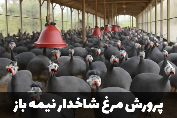 پرورش نیمه باز مرغ شاخدار