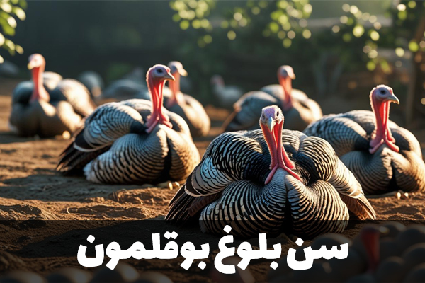 سن بلوغ بوقلمون