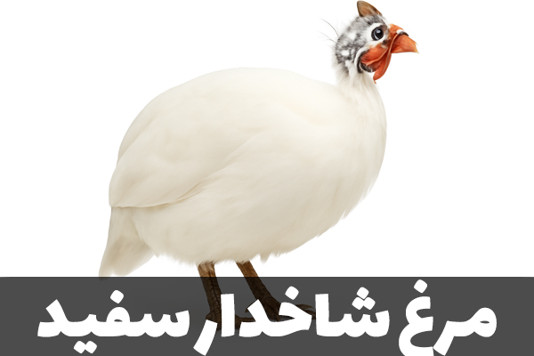 مرغ شاخدار سفید