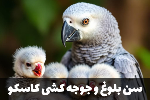سن بلوغ کاسکو
