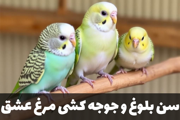 سن بلوغ مرغ عشق
