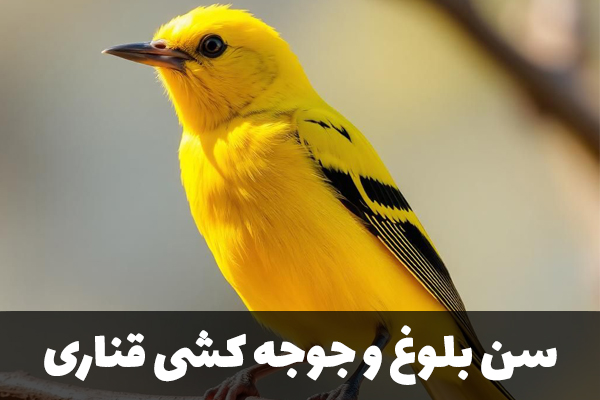 سن بلوغ قناری