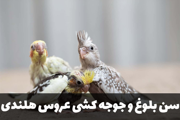 سن بلوغ عروس هلندی
