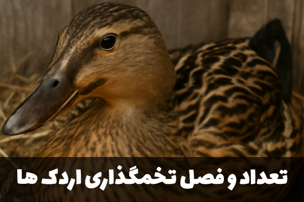 تعداد و فصل تخمگذاری اردک ها