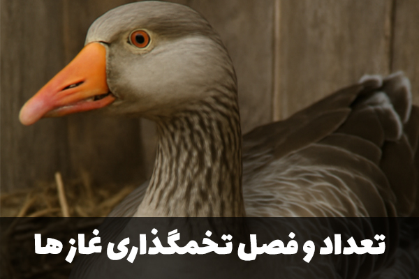 تعداد و فصل تخمگذاری غازها