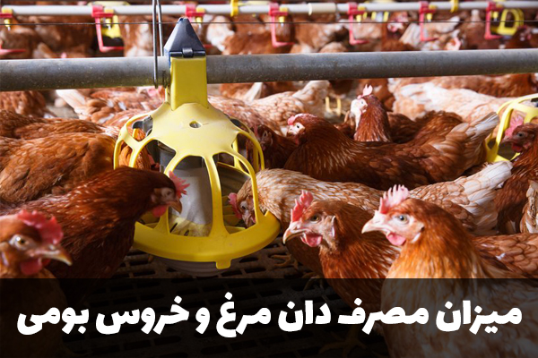 میزان مصرف دان مرغ و خروس بومی