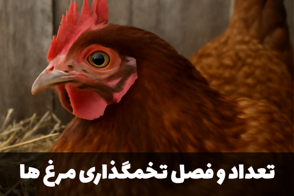 تعداد و فصل تخمگذاری مرغ ها