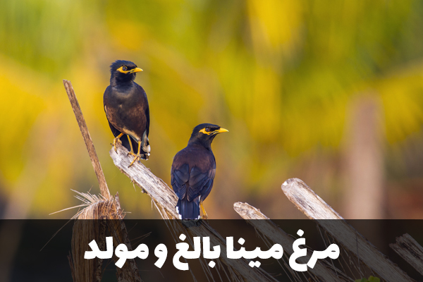 مرغ مینای بالغ و مولد