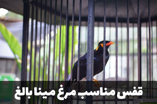 قفس مناسب جوجه کشی مرغ مینا