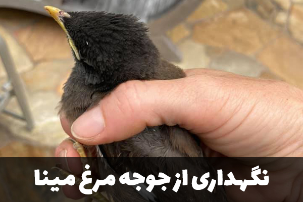 شرایط نگهداری جوجه مرغ مینا