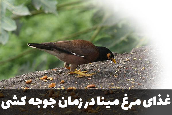 غذای مرغ مینا در زمان جوجه کشی