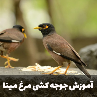 جوجه کشی مرغ مینا