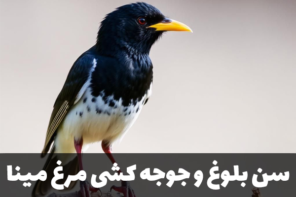 سن بلوغ مرغ مینا