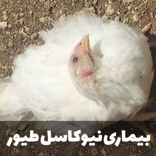 بیماری نیوکاسل