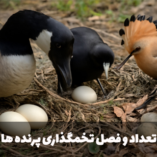 تعداد و فصل تخمگذاری پرنده ها