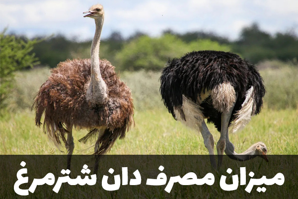 میزان مصرف دان شترمرغ