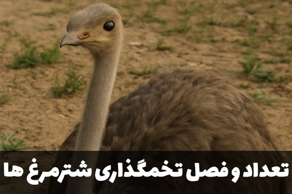 تعداد و فصل تخمگذاری شترمرغ ها
