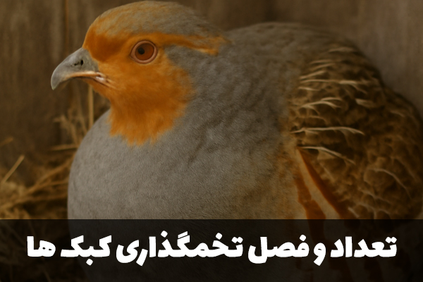 تعداد و فصل تخمگذاری کبک ها