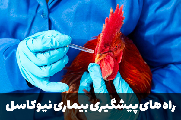 راه های پیشگیری بیماری نیوکاسل