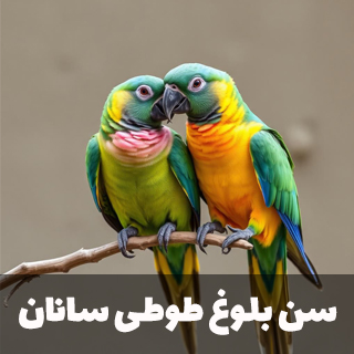 سن بلوغ طوطی سانان