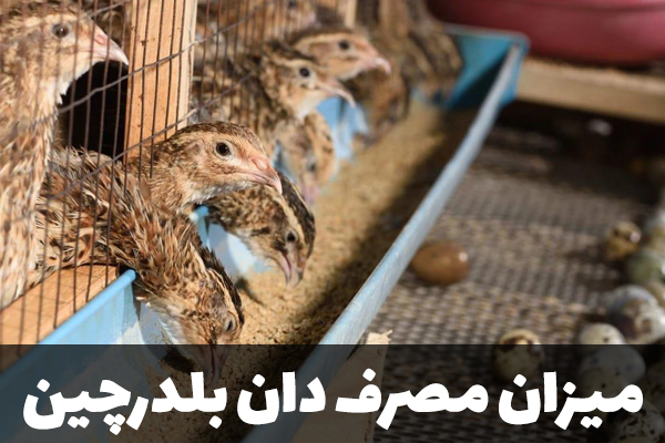 میزان مصرف دان بلدرچین