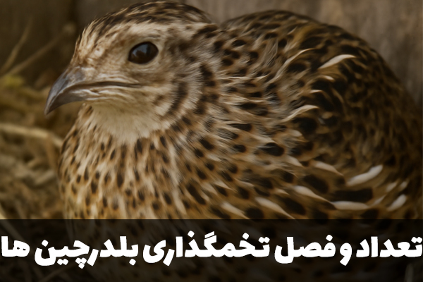 تعداد و فصل تخمگذاری بلدرچین ها