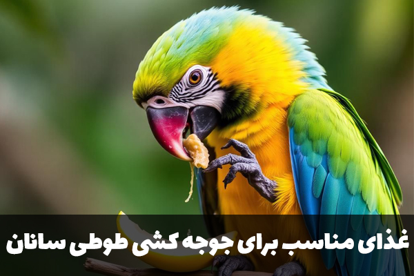 غذای مناسب جوجه کشی طوطی سانان