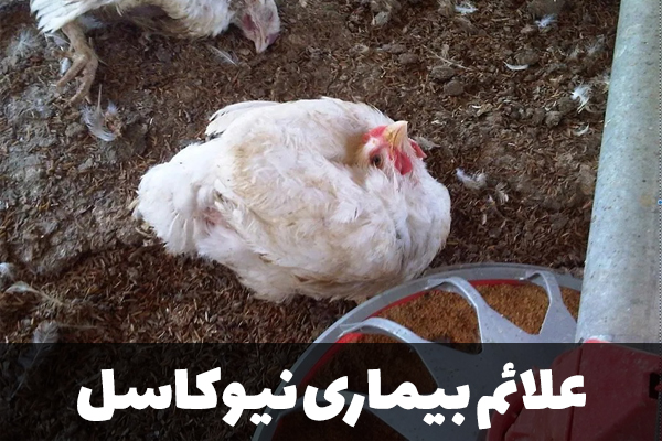 علائم بیماری نیوکاسل