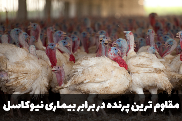 مقاوم ترین پرنده در برابر نیوکاسل