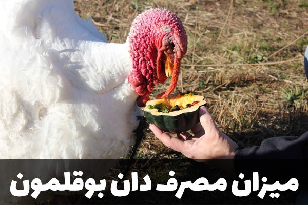 میزان مصرف دان بوقلمون