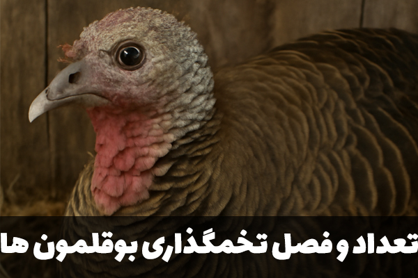 تعداد و فصل تخمگذاری بوقلمون ها