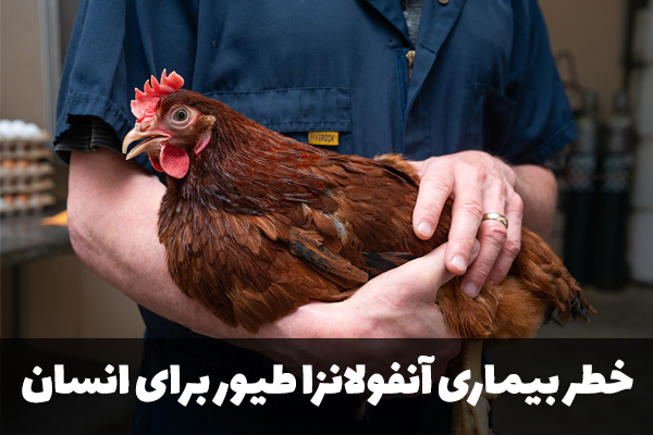 خطرر بیماری آنفولانزا طیور برای انسان