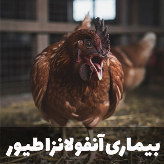 بیماری آنفولانزا طیور