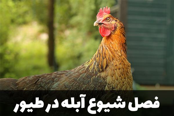 فصل شیوع آبله در طیور