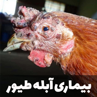 بیماری آبله طیور