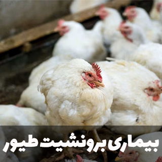 بیماری برونشیت