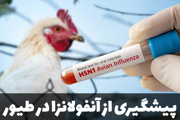 پیشگیری از آنفولانزا در طیور