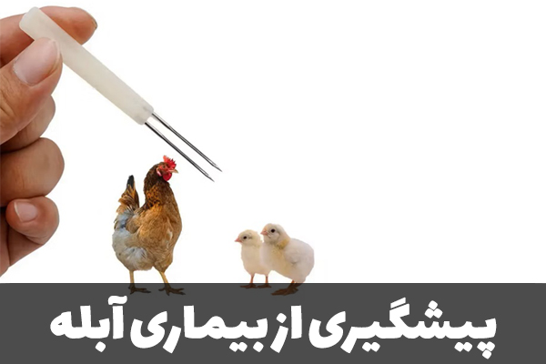 پیشگیری از بیماری آبله در طیور