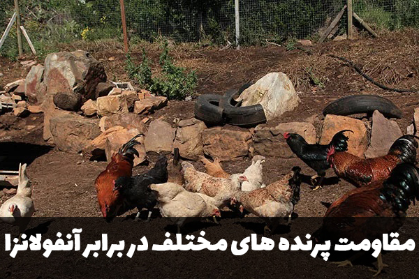 مقاومت پرنده های مختلف در برابر آنفولانزا