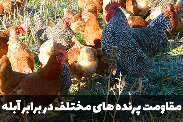 مقاومت پرنده های مختلف در برابر آبله
