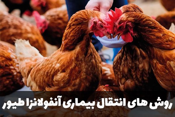 روش های انتقال آنفولانزا در طیور