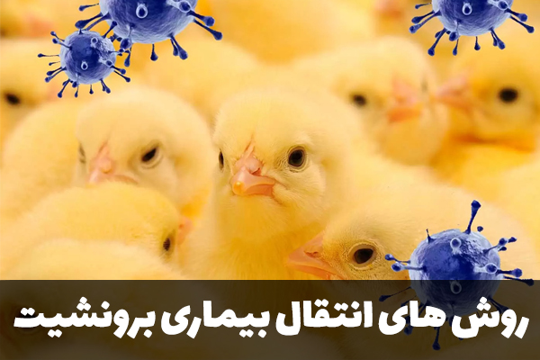 روش انتقال بیماری برونشیت