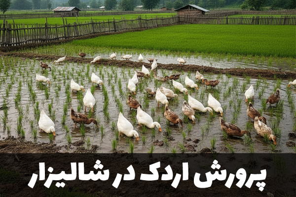 پرورش اردک در شالیزار