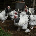 جوجه کشی برهما با دستگاه داتیکس 5